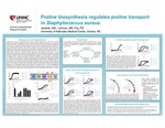 Proline biosynthesis regulates proline transport in Staphylococcus aureus.