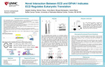 Novel Interaction Between ECD and EIF4A1 Indicates ECD Regulates Eukaryotic Translation by Natalie Holding, Mohsin Raza, Vimla Band, Bhopal C. Mohapatra, and Hamid Band