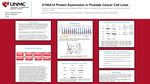 S100A14 Protein Expression in Prostate Cancer Cell Lines by Benjamin Kinkor, Fangfang Qiao, Katelyn O'Neill, Jackie Hollinger, Raymond Bergan, and Weining Chen