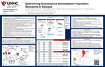 Determining Schistosoma haematobium Population Structures in Ethiopia