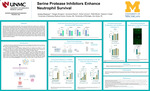 Serine Protease Inhibitors Enhance Neutrophil Survival by Ainsley Meyerson, Reegan Sturgeon, Ridhi Bhola, Sumanas Maram, Esther Johnson, and Rakesh K. Singh