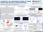 Cathepsin G as a Mechanistic Driver of Tumor Growth and Osteolytic Bone Metastasis by Srilaasya Nedunoori, Ridhi Bhola, Reegan Sturgeon, and Rakesh K. Singh