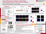 Immunofluorescence Evidence to Demonstrate EPS-Induced Activation of Nrf2 in C2C12 Myotubes